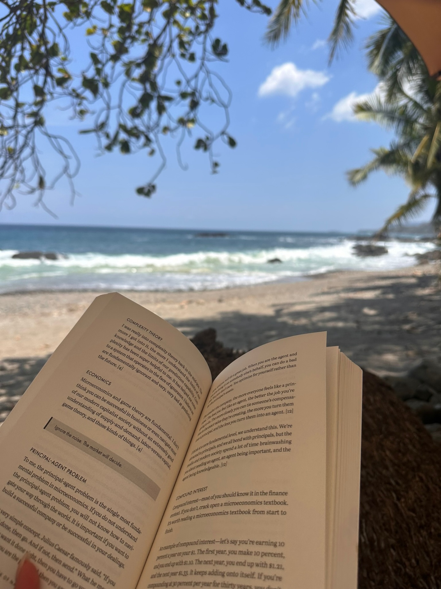Reading on the beach under palm trees